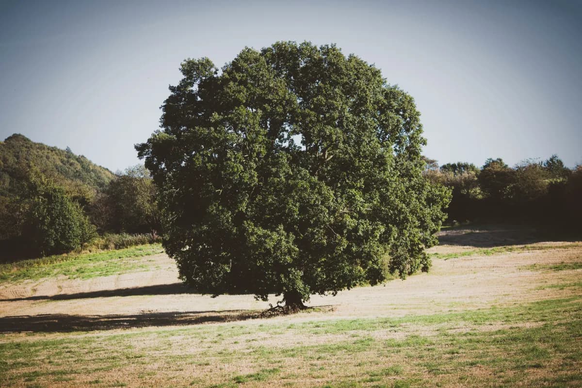 A solitary oak tree standing in an open field, a symbol of long-term endurance.